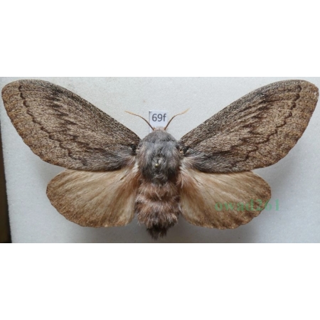 Pachypasa otus (Drury, 1773) female Greece 104mm69f